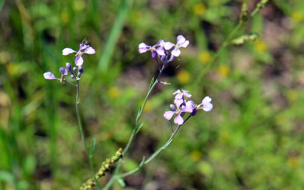 Hesperidanthus linearifolius, Slimleaf Plainsmustard, Southwest Desert Flora